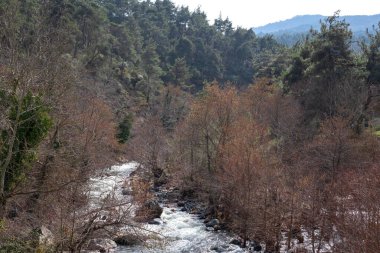 Mountain river flowing through the forest. View of a river flowing through forests and rocks.