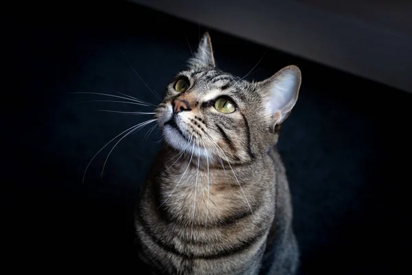 Tabby Cat Fundo Escuro Close Olhos Verdes Listrado Olhando Para — Fotografia de Stock