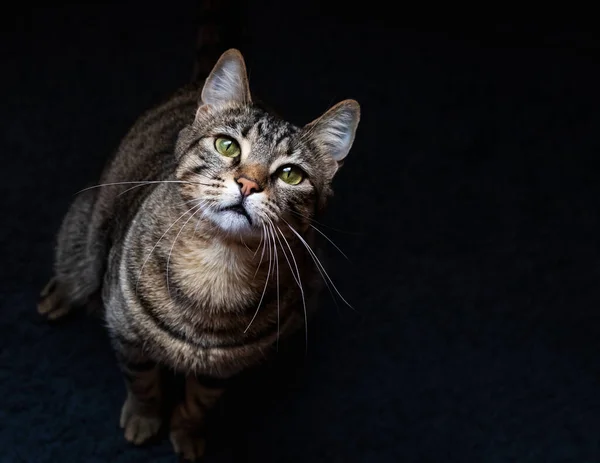 초록색 귀여운 고양이가 올려다 봅니다 귀여운 고양이 고양이가서 카메라 주인을 — 스톡 사진