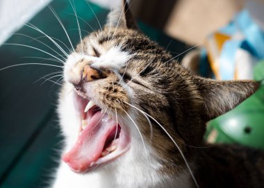 A tricolor kitten yawns and opens its mouth. Yawning cat close-up in blur background. A domestic cat yawning showing teeth.