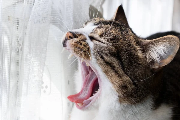 Tricolor Kitten Yawns Opens Its Mouth Yawning Cat Close Blur — Stock Photo, Image