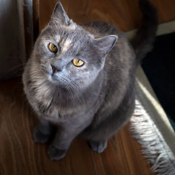 Britânico Gato Shorthair Olhando Para Proprietário Câmera Gato Bonito Fica — Fotografia de Stock