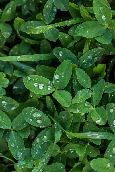 Meadow with green grass with rain drops. Close-up of green leaves with water drops from rain or morning dew.