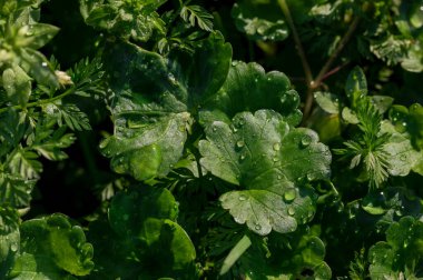 Sürünen Charlie 'nin sevimli yuvarlak yaprakları (Glechoma hederacea) yağmur damlalarıyla. Doğa arkaplanı.