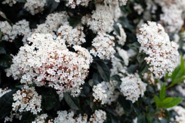 Laurustine, Adoxaceae familyasından bir bitki türü. Laurustinus, Laurustine veya Laurestine 'in beyaz-ışıklı pembe çiçeklerinden oluşan bir döngüye yakın çekim.
