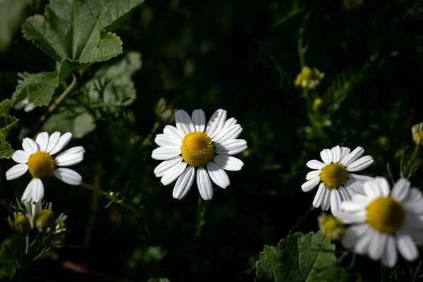 경우로는 마리카 카밀라의 카밀라 초원에 초원에 데이지의 — 스톡 사진
