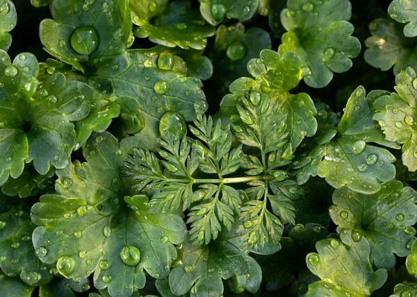 Sürünen Charlie 'nin sevimli yuvarlak yaprakları (Glechoma hederacea) yağmur damlalarıyla. Doğa arkaplanı.