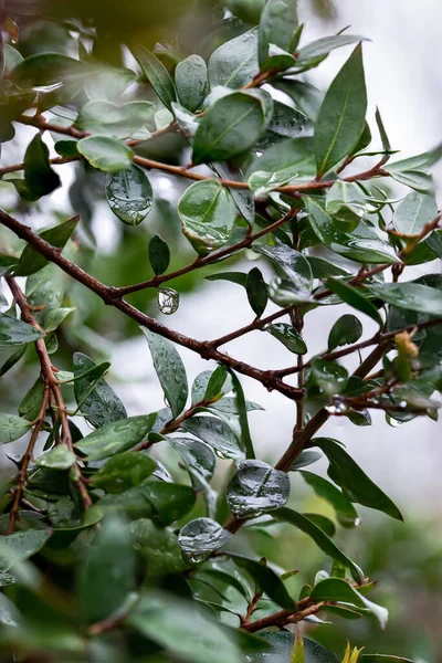 Świeże Zielone Liście Wiosennym Deszczu Okryte Kroplami Liście Kroplami Bliska — Zdjęcie stockowe