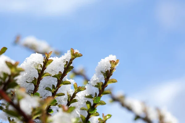 Neve Derretendo Uma Ramificação Conceito Chegada Primavera Neve Derrete Nas — Fotografia de Stock