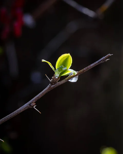 Elolvad Ágon Egy Bimbó Fiatal Levelekkel Virágzik Kora Tavasszal — Stock Fotó