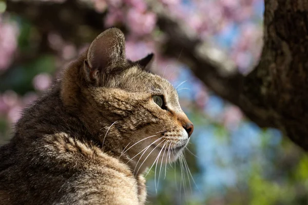 정원에서 가까이 고양이 아름다운 봄날어린 고양이 — 스톡 사진