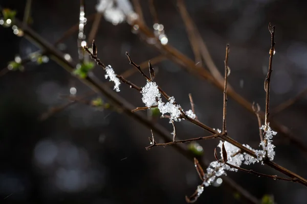 晴れた日には木の枝で雪が溶けます 雪の中の冬の木の枝 — ストック写真