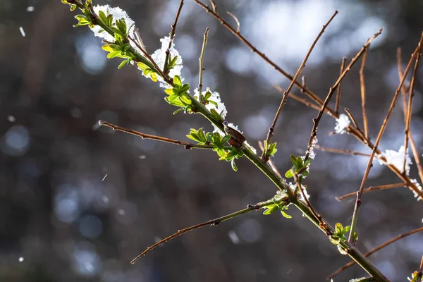 Brotos Árvore Primavera Verde Com Neve Ramos Com Botões Verdes — Fotografia de Stock