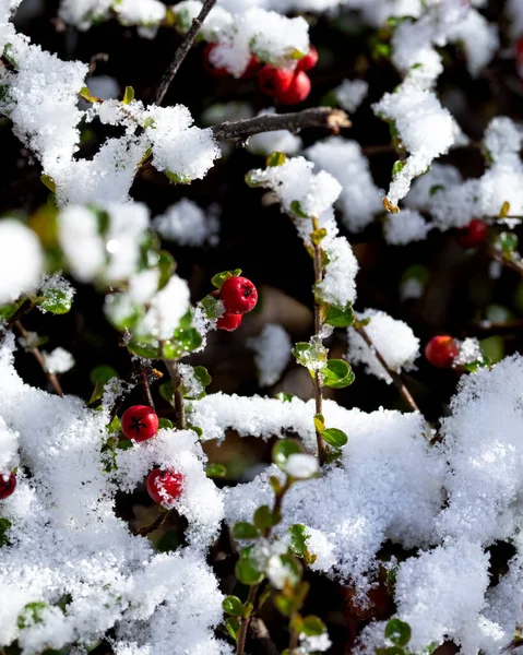 Bagas Vermelhas São Cobertas Neve Inverno Derretimento Neve Sol Manhã — Fotografia de Stock