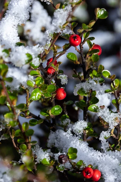 Pyracantha Firethorn Hedge Berries Frutas Vermelhas Piracanta Cobertas Neve Inverno — Fotografia de Stock