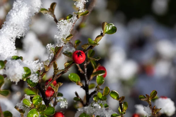 Pyracantha Firethorn Hedge Berries Bagas Piracanta Vermelha São Cobertas Neve — Fotografia de Stock
