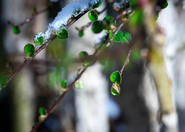Brotos Árvore Primavera Verde Com Neve Ramos Com Botões Verdes — Fotografia de Stock