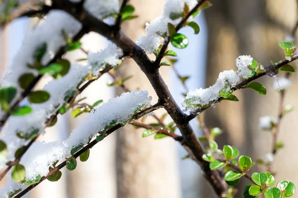 Zielone Wiosenne Pąki Drzew Śniegiem Gałęzie Młodymi Zielonymi Pączkami Pod — Zdjęcie stockowe