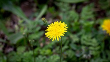 Taraxacum officinale, karahindiba veya sıradan karahindiba.