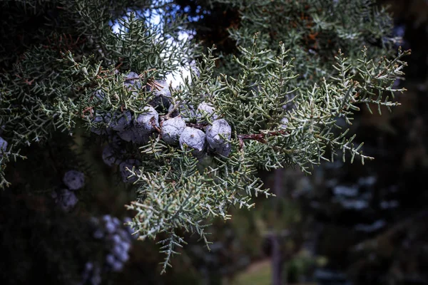 Κλαδιά Αρκεύθου Μούρα Juniperus Communis Αειθαλή Αγκάθια — Φωτογραφία Αρχείου