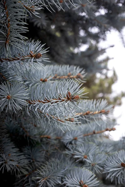 Niebieski Świerk Oddział Picea Pungens Niebiesko Zielone Igły Iglaste Drzewo — Zdjęcie stockowe