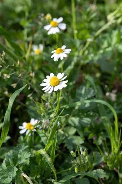 White beautiful daisies on a field of green grass in spring. Chamomile flowers on a meadow in spring. Selective focus. Close-up of beautiful daisies in a spring field.