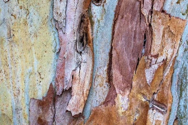 Konsystencja Kory Drzewa Środowisko Naturalne Kontekst Faktura — Zdjęcie stockowe