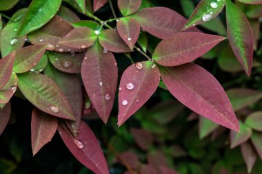 Yağmurlu bir bahar gününde yapraklarında yağmur damlaları olan Nandina evcil bitkisi.