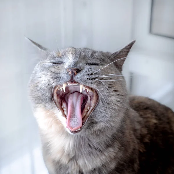 Portrait Gray British Shorthair Cat Yawning — Stock Photo, Image