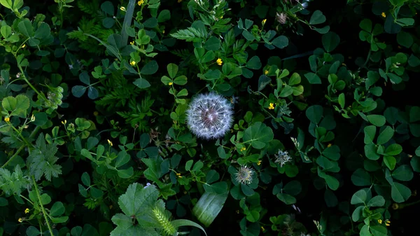 タンポポの芽 緑の草の中にタンポポの白い花 タンポポの白い花 トップ表示 — ストック写真