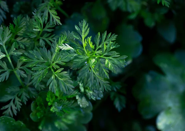 초롱초롱 Artemisia Vulgaris 위에서 클로즈업 — 스톡 사진