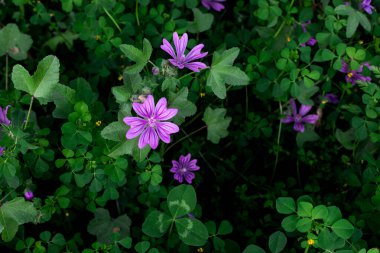Çayırdaki Malva Sylvestris çiçekleri. Sıradan mallow (Malva sylvestris) çiçekleri. Vahşi Mallow Malva Sylvestris.