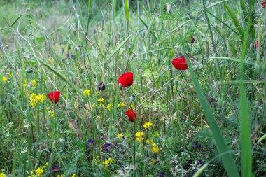 Tarlada yabani gelincikler açıyor. Bahar çiçekleri, parlak gelincikler.