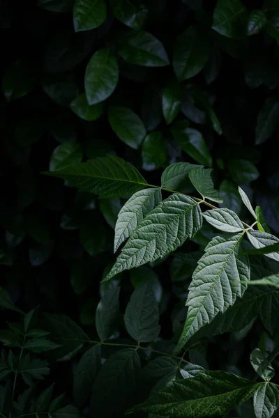 Zielone Liście Kiełkują Zewnątrz Latem Lub Wiosną Świeża Roślina Uprawna — Zdjęcie stockowe