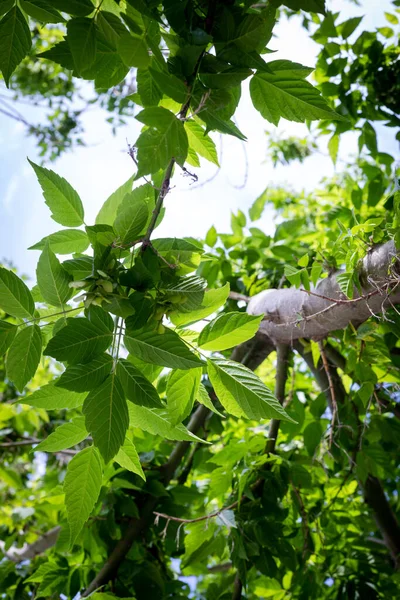 사탕단풍 나무의 아래에서 내려다보면 하늘을 배경으로 녹색의 단풍나무의 수직적 — 스톡 사진