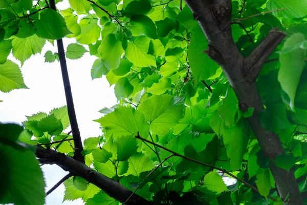 Feuilles Vertes Sur Les Branches Contre Lumière Soleil Feuillage Vert — Photo