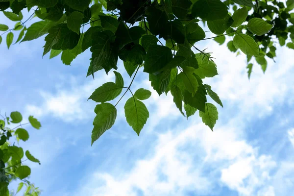 The sugar maple tree\'s lower leaves. Sugar maple tree with green bright foliage against the sky.