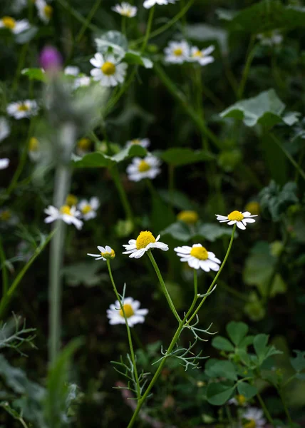 Λιβάδι Λευκά Λουλούδια Χαμομηλιού Στον Πρωινό Ήλιο Κοντά Φυτικά Φάρμακα — Φωτογραφία Αρχείου
