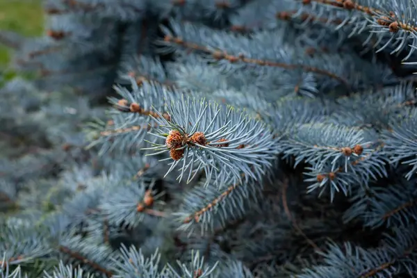 Ιστορικό Από Κλαδιά Μπλε Ερυθρελάτης Cones Blue Green White Spruce — Φωτογραφία Αρχείου