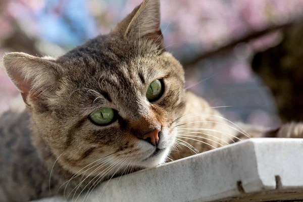 Piękny Kot Paski Leży Ziemi Zbliżenie Twarzy Kota — Zdjęcie stockowe