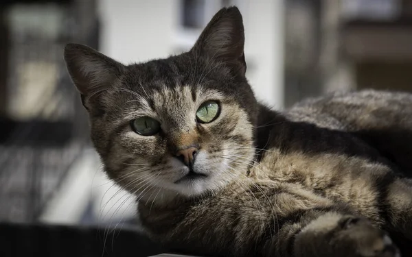 아름다운 줄무늬 고양이 고양이 얼굴의 — 스톡 사진