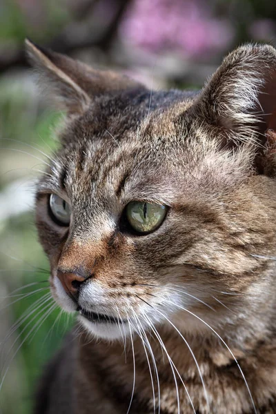 Zemi Leží Krásná Kočka Domácími Pruhy Detailní Záběr Kočičí Obličej — Stock fotografie