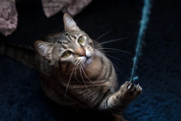 Gato Está Tentando Pegar Uma Corda Fina Usando Uma Pata — Fotografia de Stock
