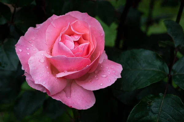 Pink Rose Flower Raindrops Garden Close Pink Rose Dark Green — Stock Photo, Image
