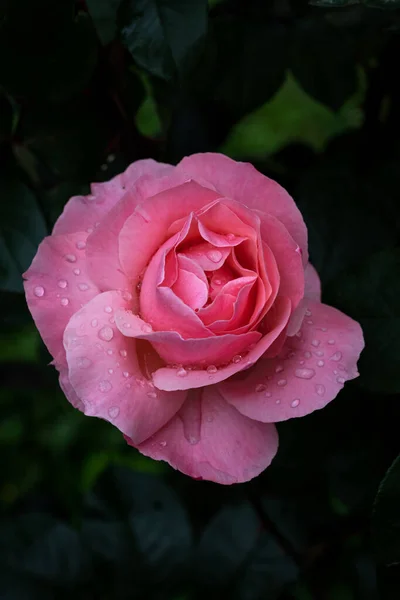 Pink Rose Flower Raindrops Garden Close Pink Rose Dark Green — Stock Photo, Image