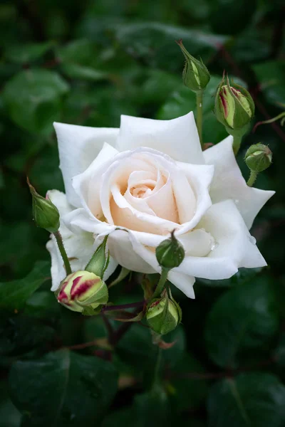 Biała Róża Wiosennym Ogrodzie Róża Biała Lub Kremowa Ogrodzie Kwitnącym — Zdjęcie stockowe