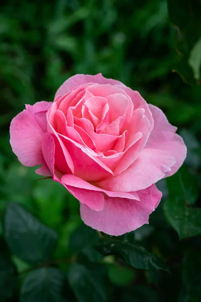 Różowy Kwiat Róży Rozmytym Tłem Zbliżenie Różowej Róży Kwitnącej Ogrodzie — Zdjęcie stockowe