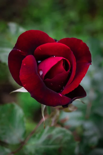 Rosa Roja Floreciente Con Gotas Lluvia Capullo Rojo Con Gotas — Foto de Stock