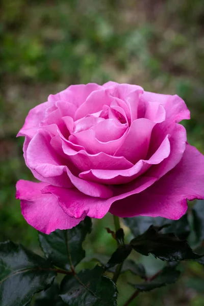 Magenta Colored Rose Rain Raindrops Petals — Stock Photo, Image