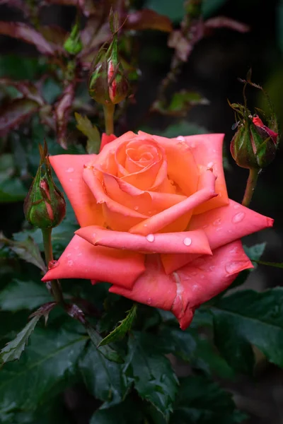Pomarańczowy Kwiat Róży Kwitnący Pomarańczowy Kolor Kwiat Róży Odizolowany Rozmytym — Zdjęcie stockowe
